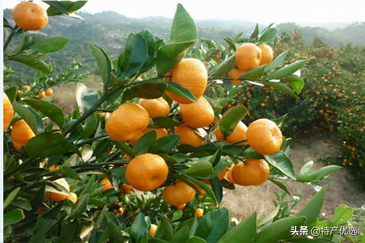 南丰贡品蜜桔,小山南丰蜜桔