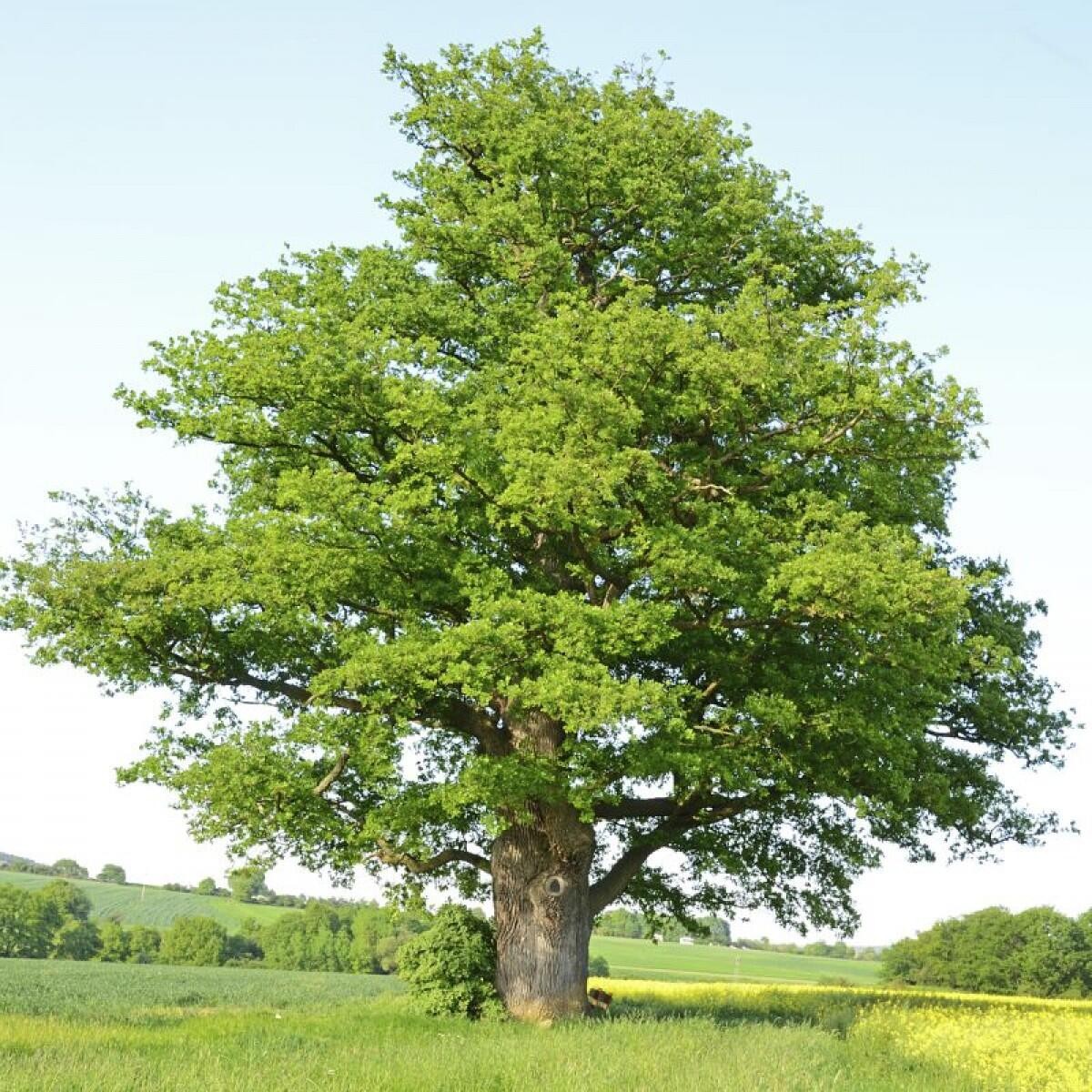 丽水1竹子钻电线杆，贯穿9m，流言终结者测试过，能穿透假人身体