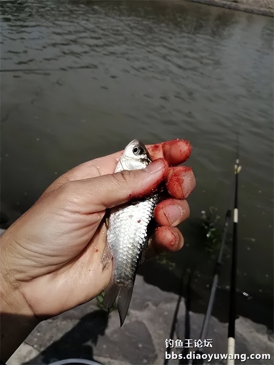 钓鱼王饵野钓破百尾