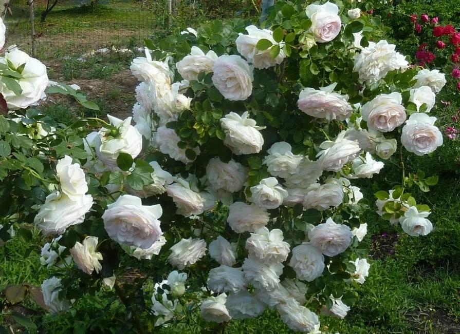 新品宝石腮红,奶白腮红渐变加钻