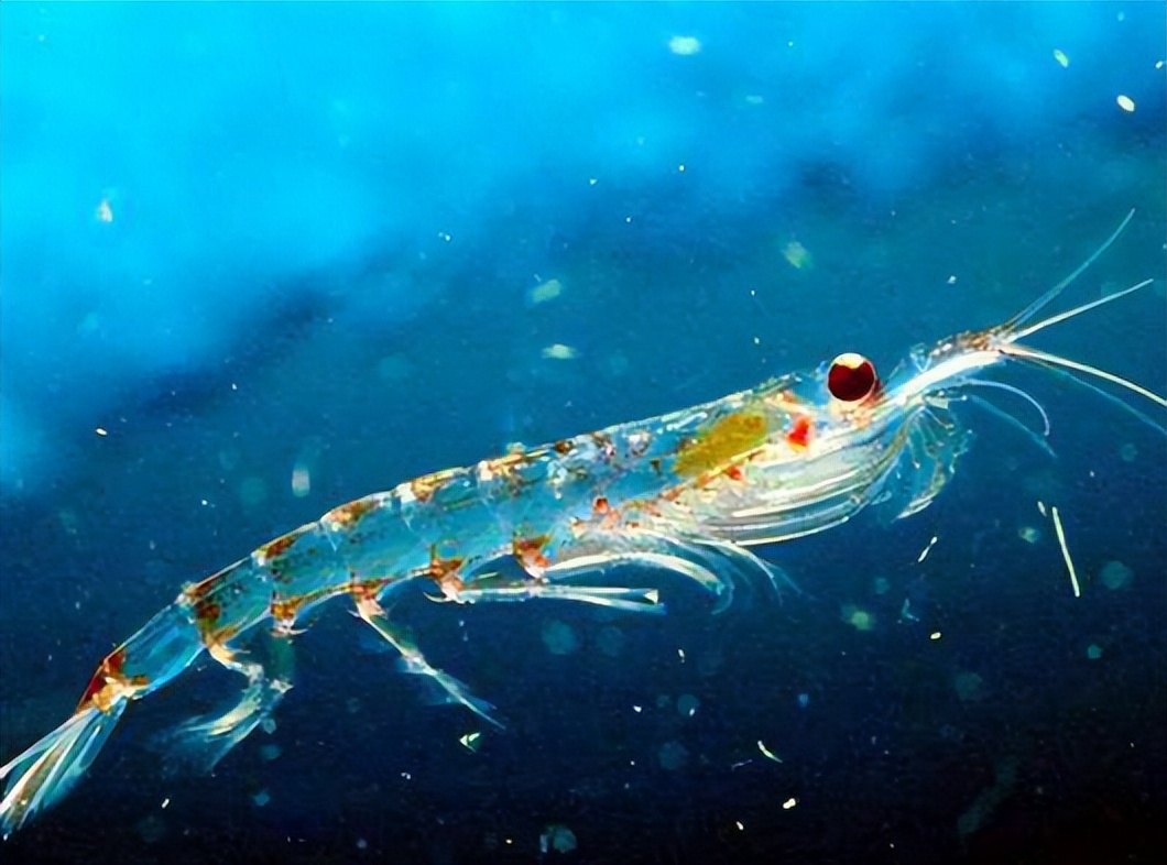 科普什么是nlp,科普什么是生物