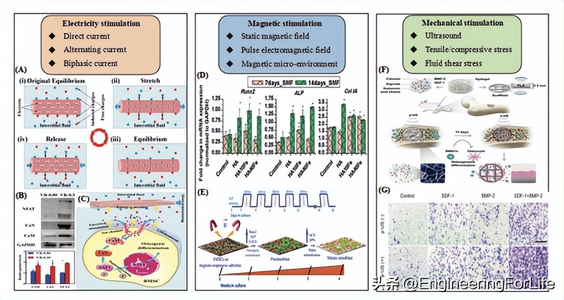 人造骨骨移植研究进展！面临三大挑战并进行未来展望