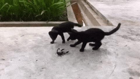 猫嘴里吐出半只蟑螂，如何消毒？在线等，急