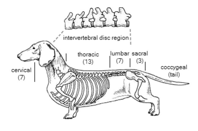 狗狗缺钙腿变形多久能补回来,狗狗缺钙怎么补最快最有效的方法