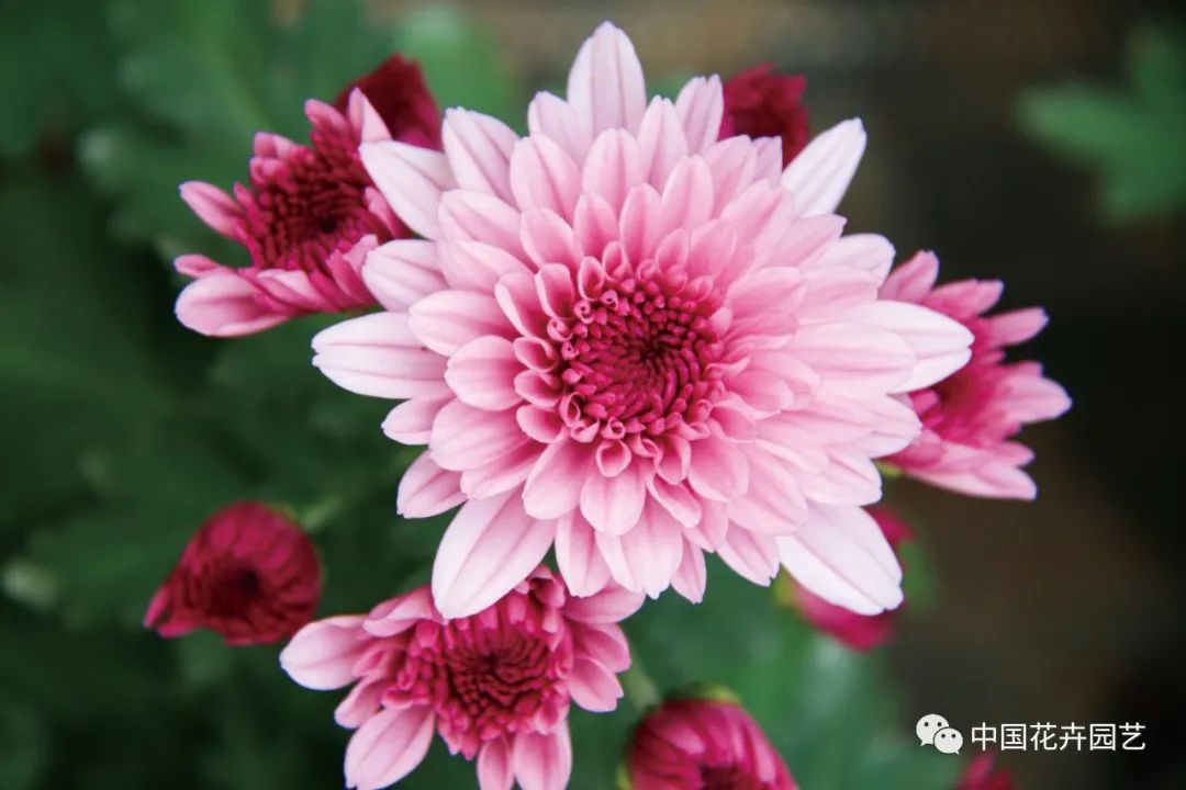 菊花苗优良品种培育,菊花新品种培育技术研究