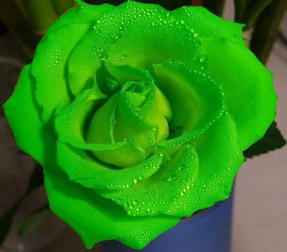 玫瑰花漂亮的图片,分享一个漂亮的玫瑰花图片