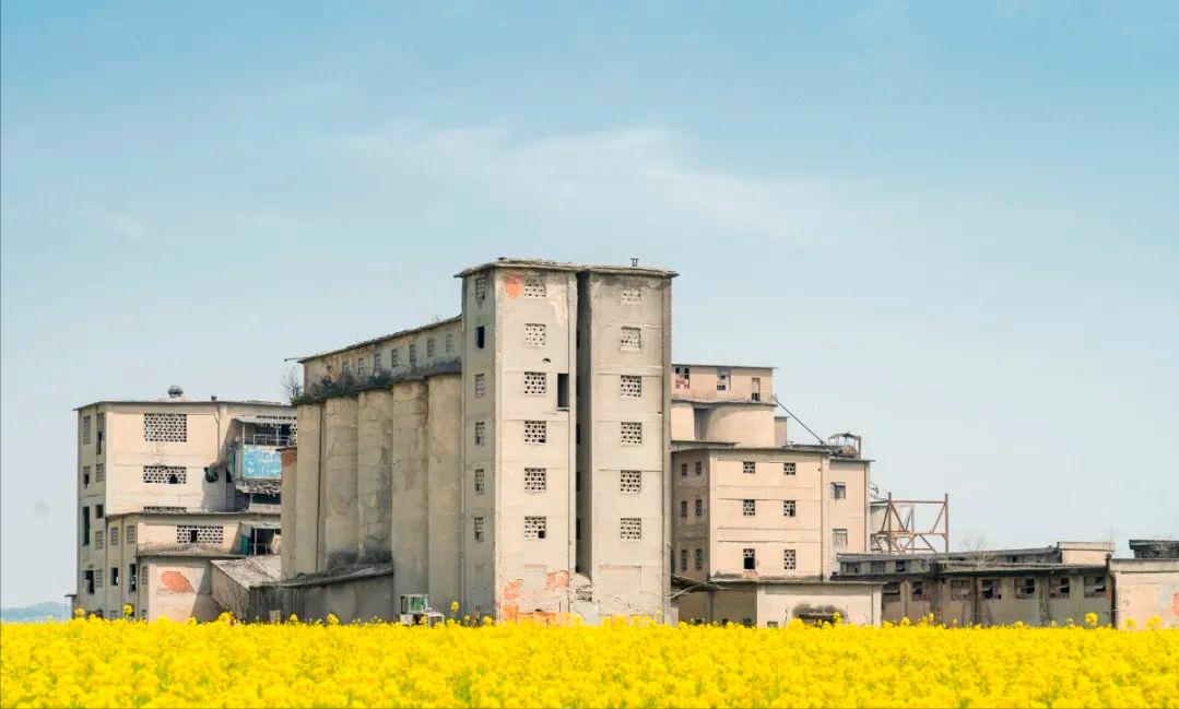 最美婺源油菜花跟风来一下,苏州自驾到婺源看油菜花的地方