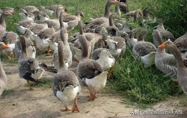 天津宁河七里海现在有什么玩的,宁河七里海五一