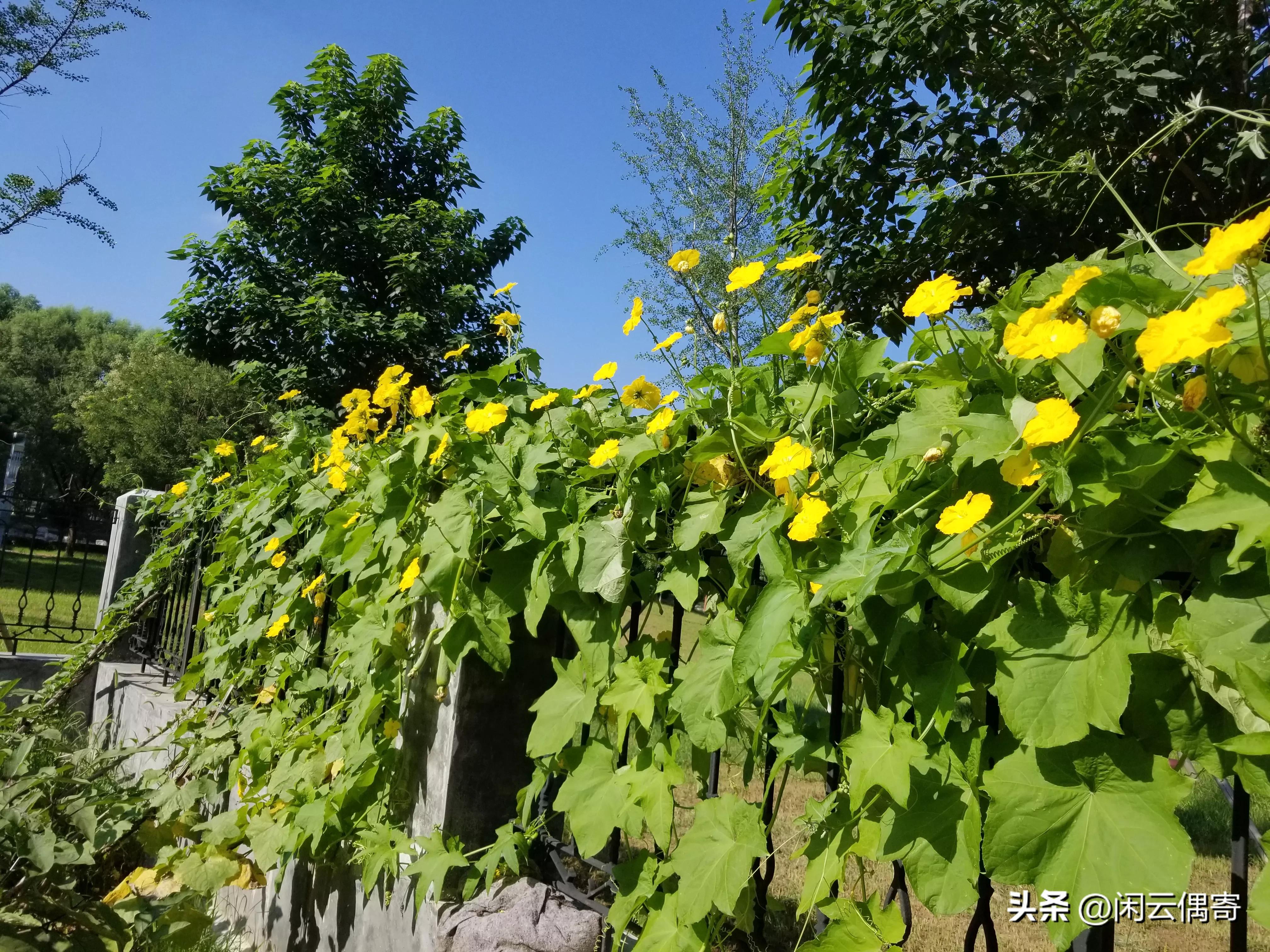 冤家遇见栾平,开心事