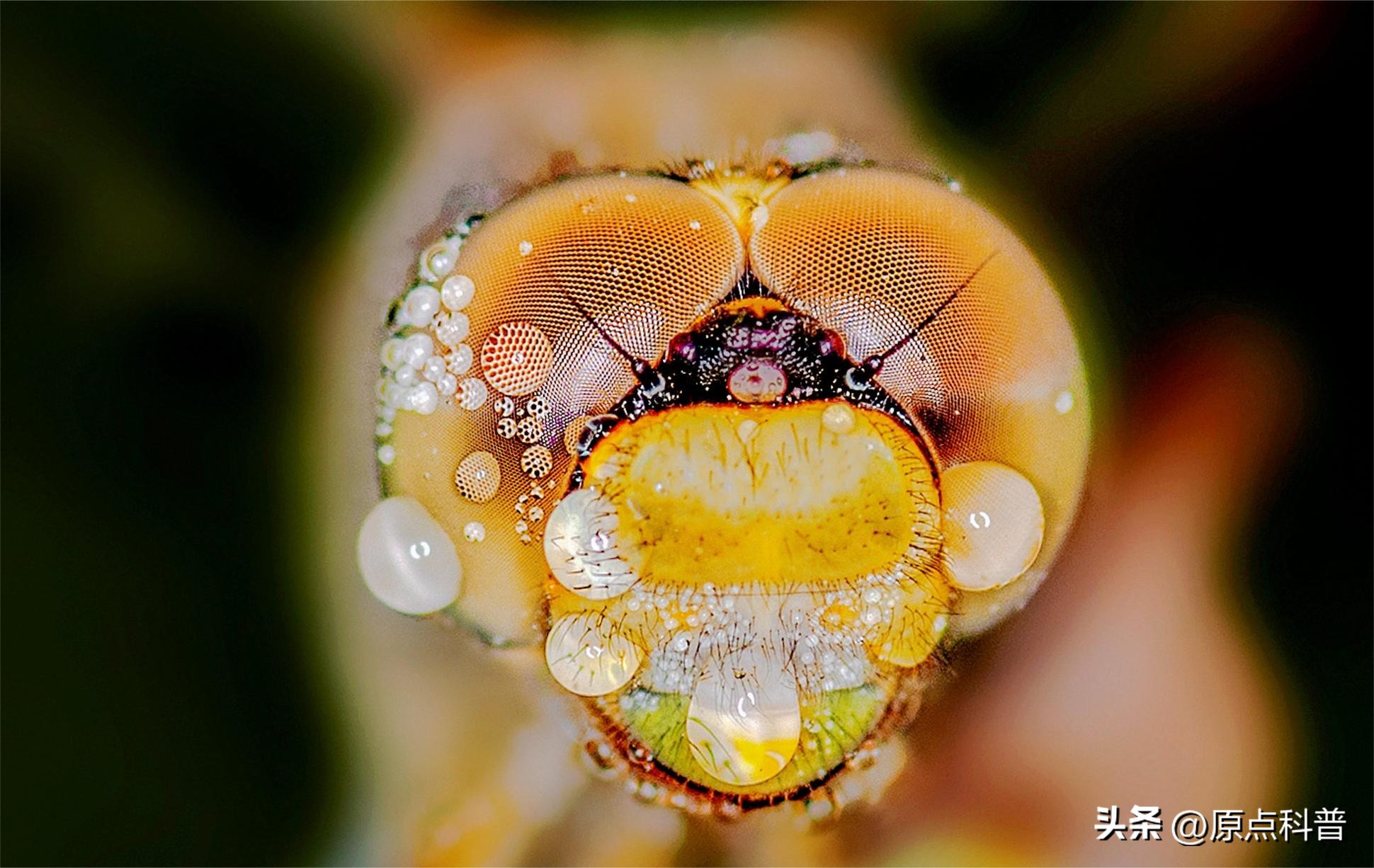 盘点农村小时候常玩的十个昆虫,盘点童年玩过的十种昆虫