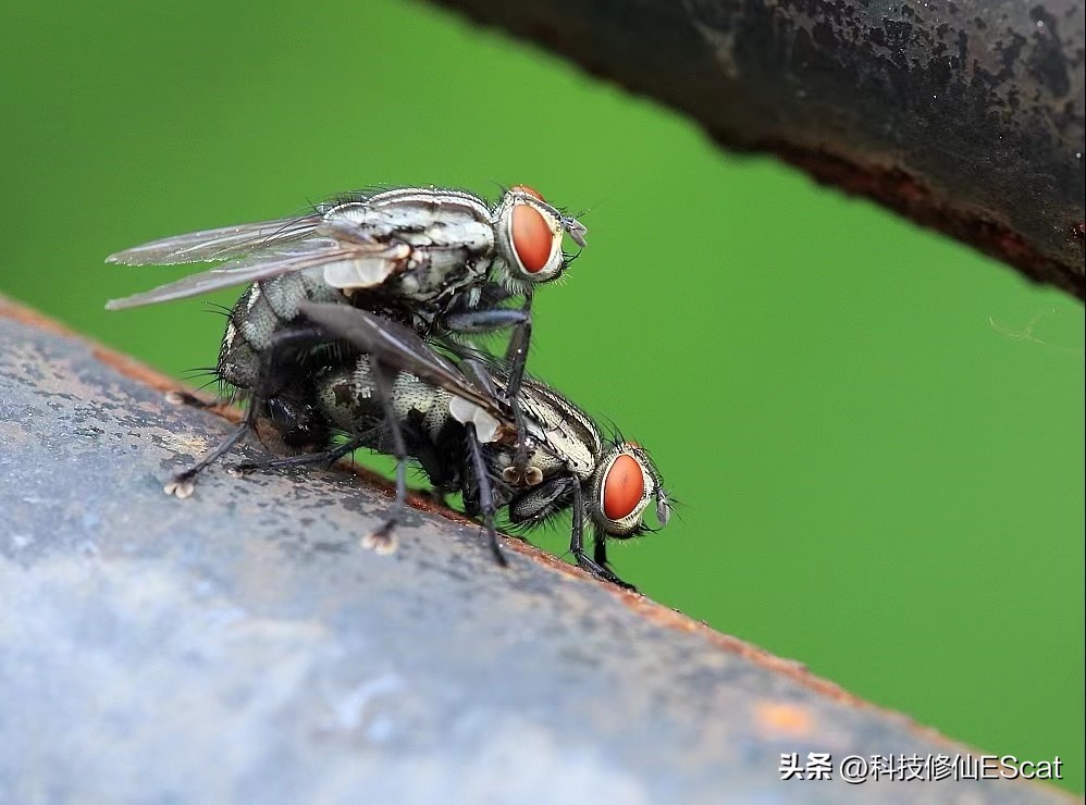 无需精子卵子，子宫，首个人造小鼠胚胎问世！自然繁衍能否淘汰？