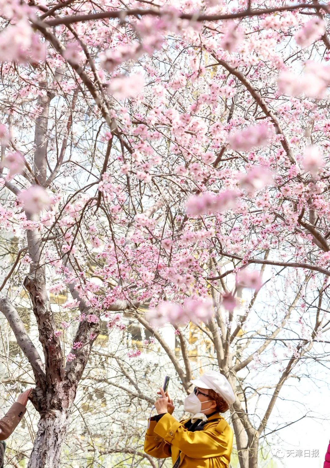 天津桃花堤桃花花期多长时间,天津运河桃花节时间表