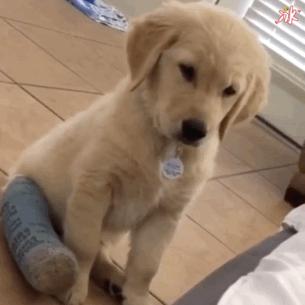 哪种狗最好养又省钱又可爱,什么狗好养还不掉毛还不贵