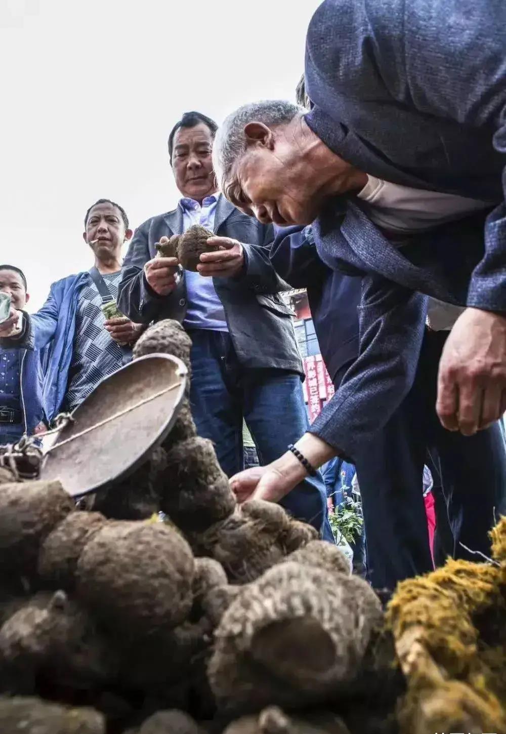 农民药材遭哄抢大哭报警法律解析,农民药材遭哄抢辟谣