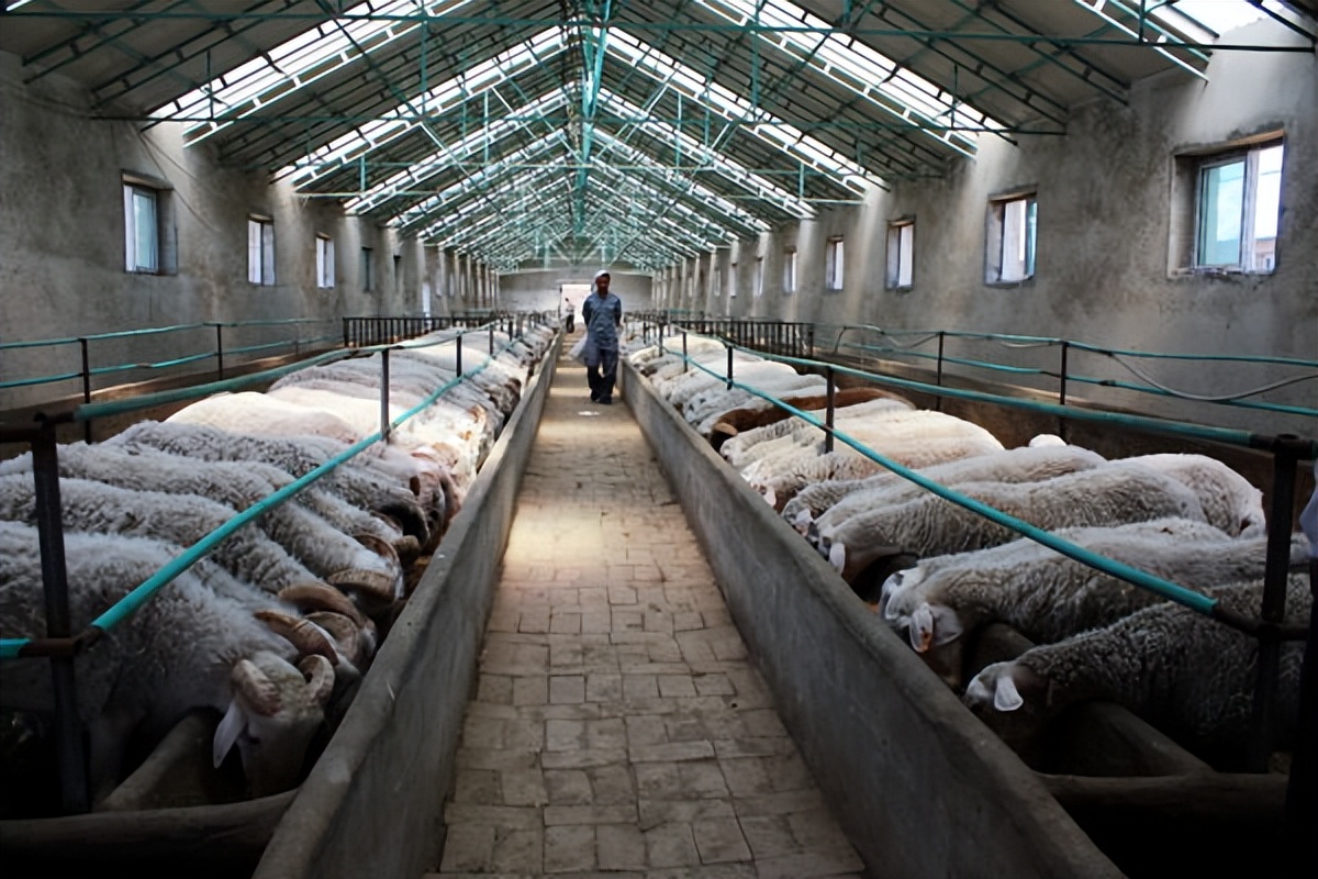 小羊羔出生后喂什么,小羊羔出生后几小时喂奶