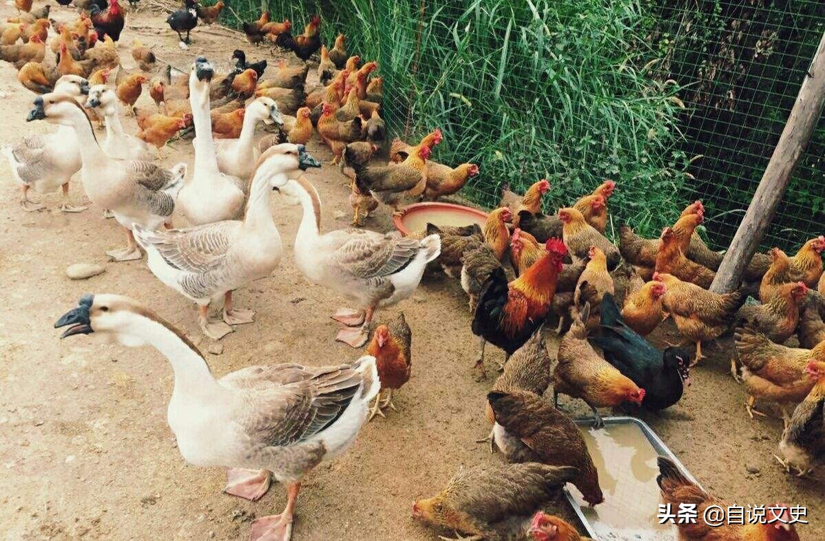 黄鼠狼迷惑术,民间传说故事大全黄鼠狼救人