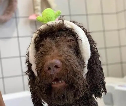 泰迪为什么不建议养,养泰迪一个月多少钱合适