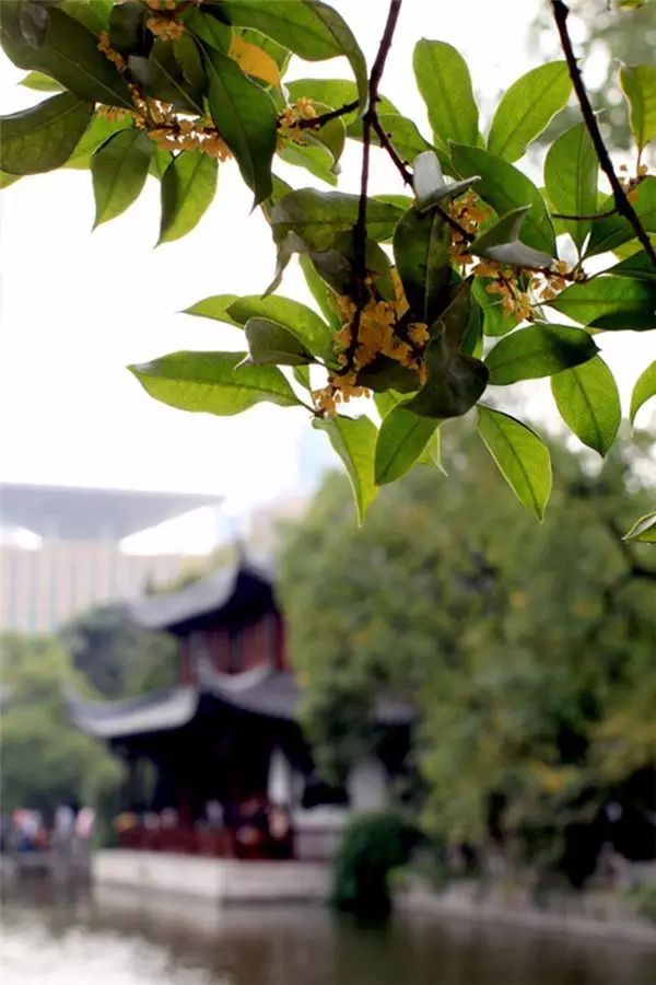 中国十大名花排行榜及图片,中国十大名花明细