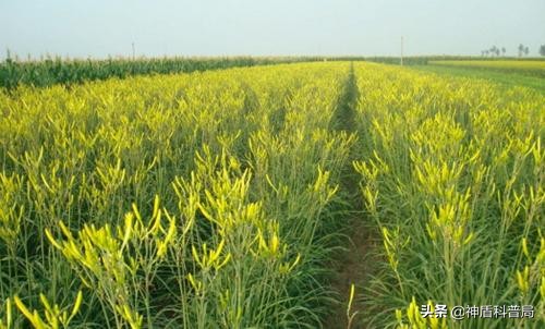 黄花菜开到什么时候采摘品质最佳,黄花菜啥时候最重