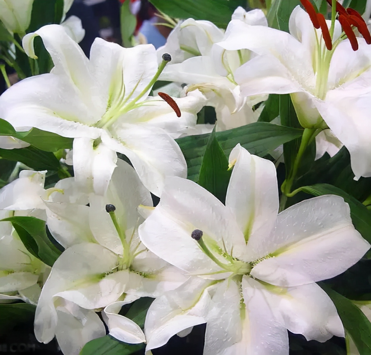 百种鲜花图片欣赏,十种最美丽的鲜花