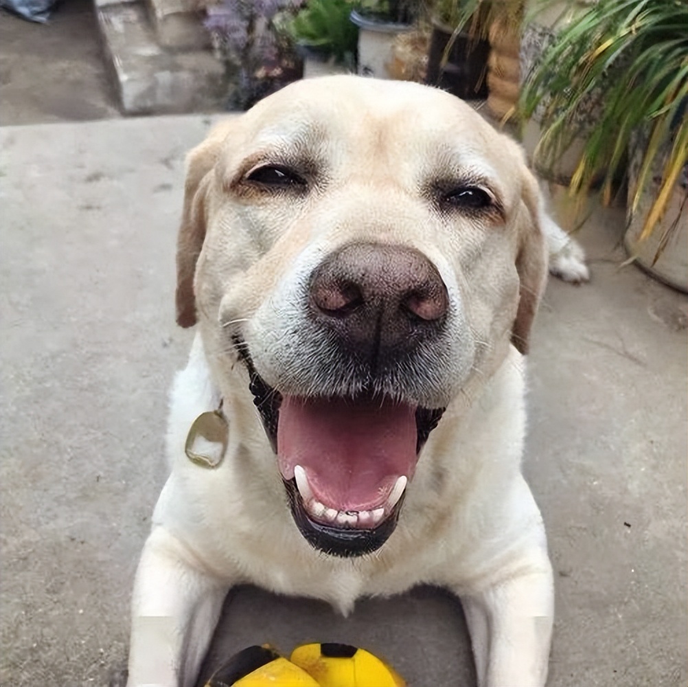 哪几种狗最温顺不爱咬人,性格最温顺不咬人的狗是怎么回事