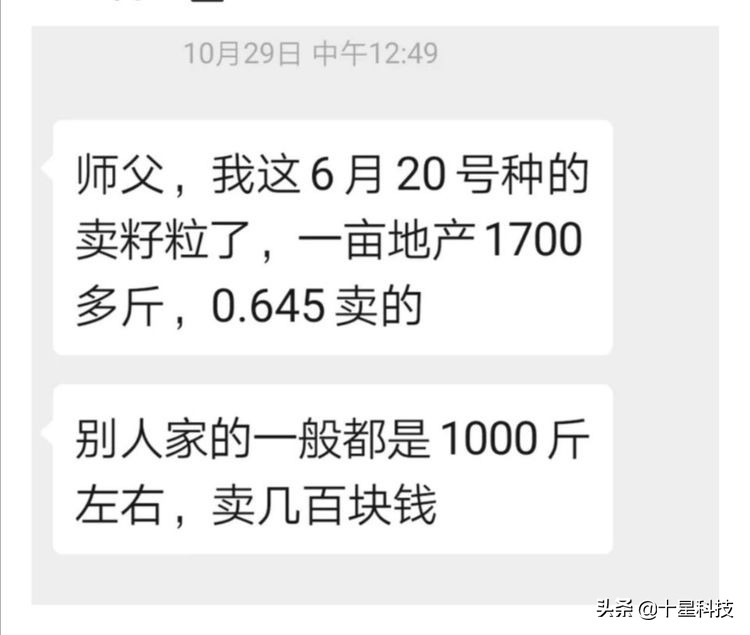 玉米混播高产吗,玉米混播有哪些品种