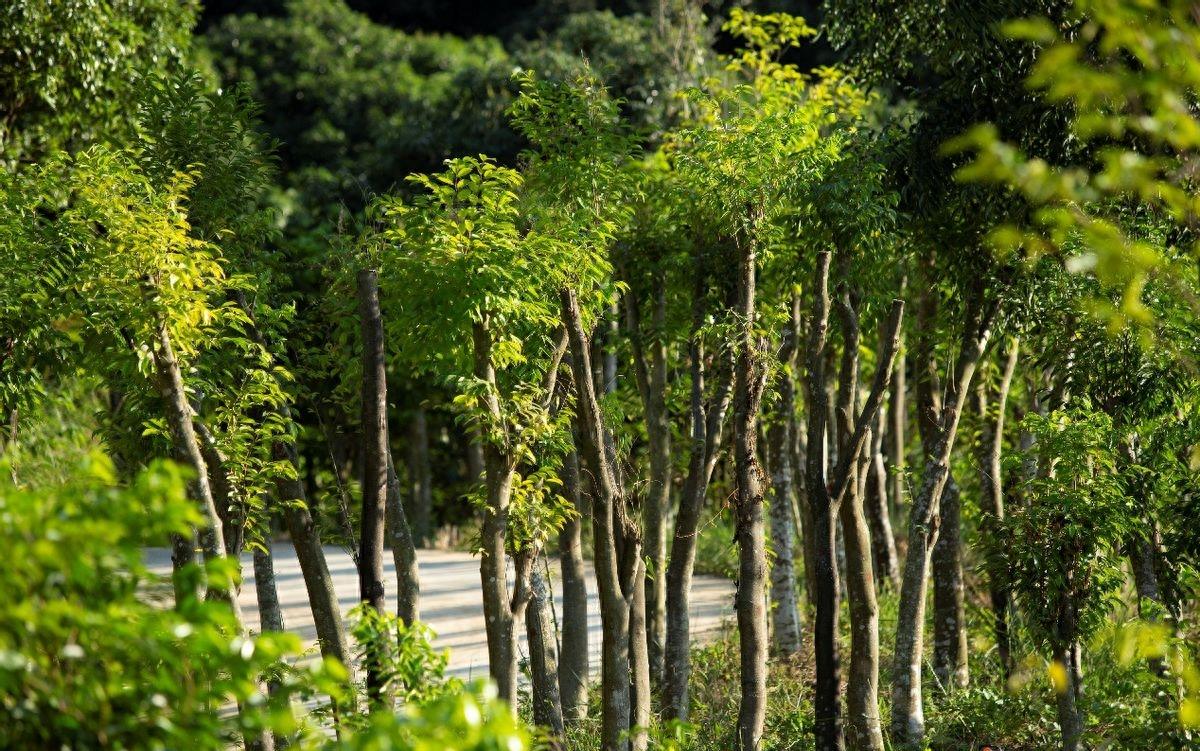 东莞莞香之谜：千年*情迷**解密！