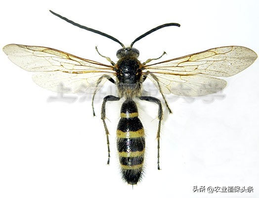 螨类害虫的农业防治措施,农业昆虫与害虫防治