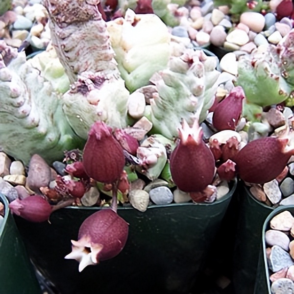 102个大类近500个多肉植物图片，都极其美丽，建议在家中也养一盆