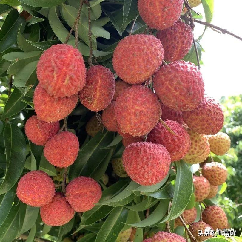 全球最好吃的荔枝在哪里,荔枝哪个品种最好吃