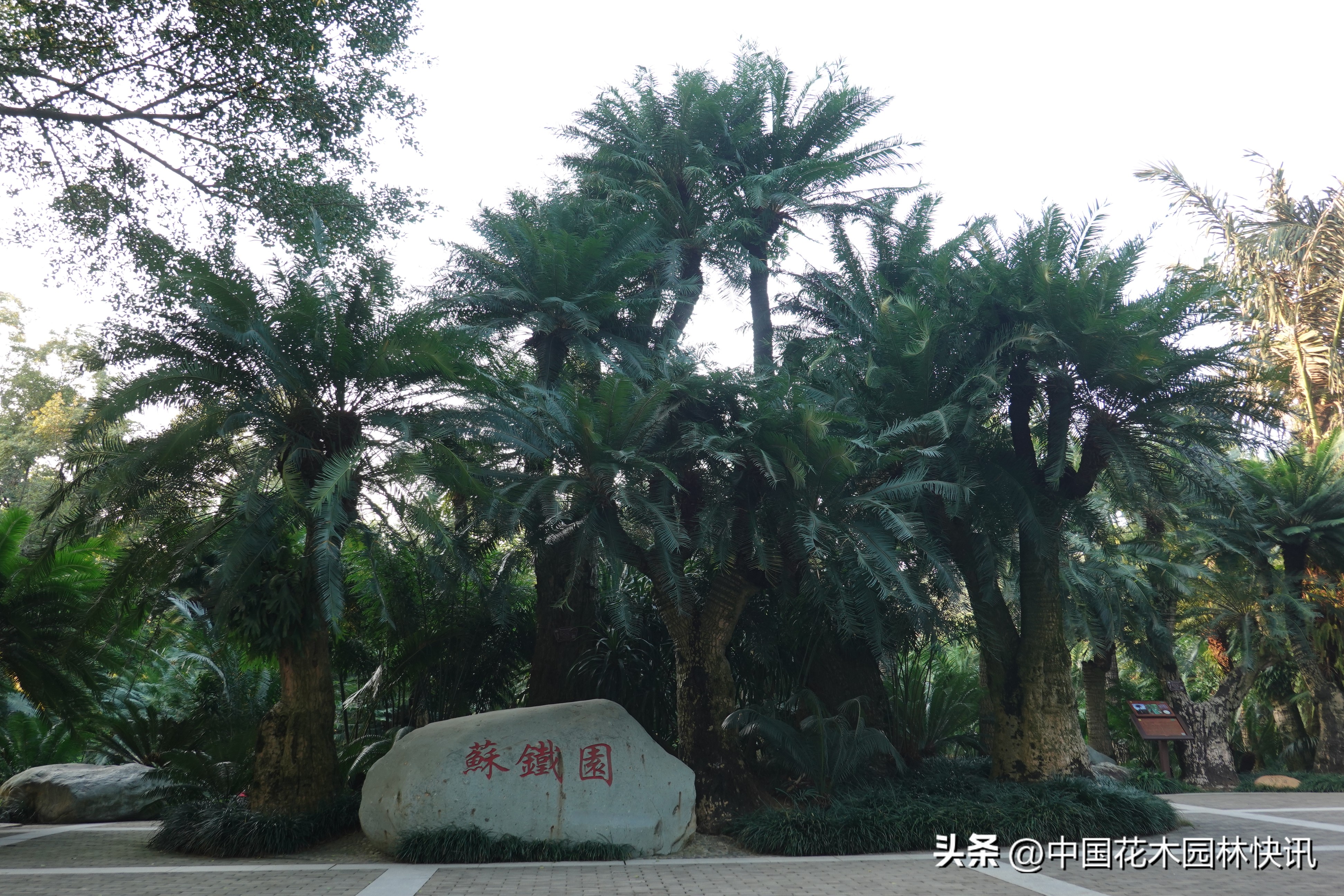 青秀山苏铁科普馆建成开放,南宁青秀山中国铁树简介