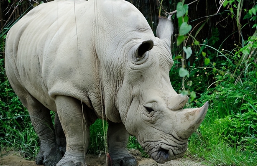 买饰品后被判刑,昆明一女子购买吊坠被判十年