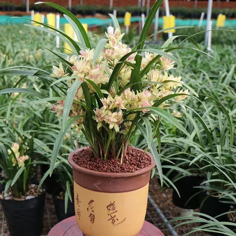 跌落神坛的名贵兰花,盘点最近几年火的兰花