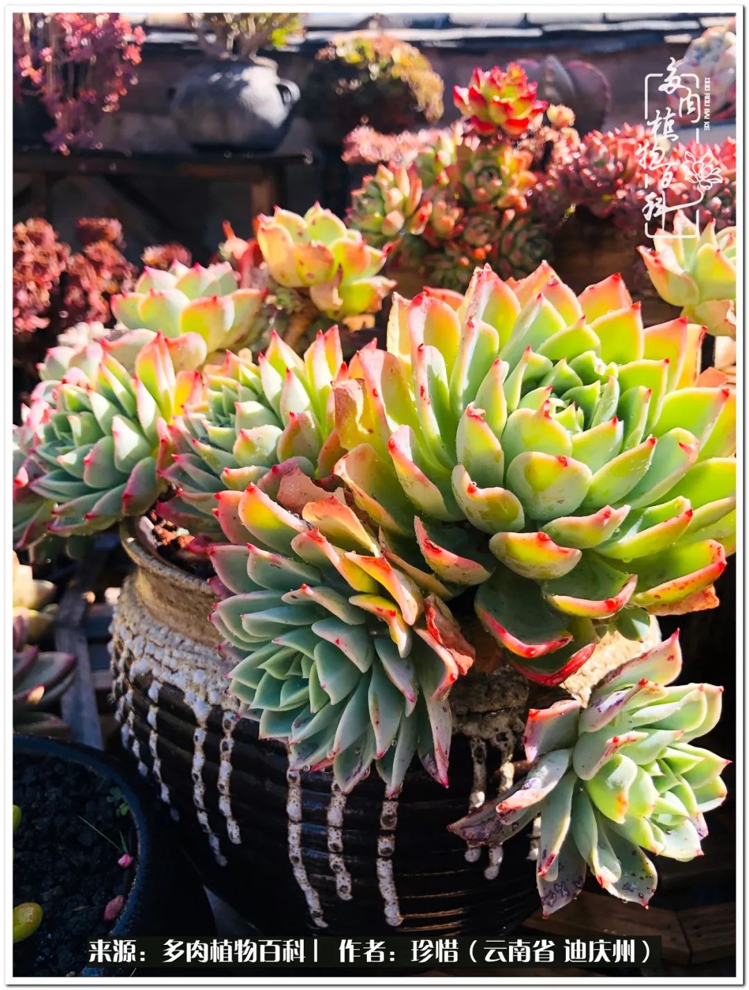 给生命一份淡然还岁月一份从容,给生命留一份洒脱的话