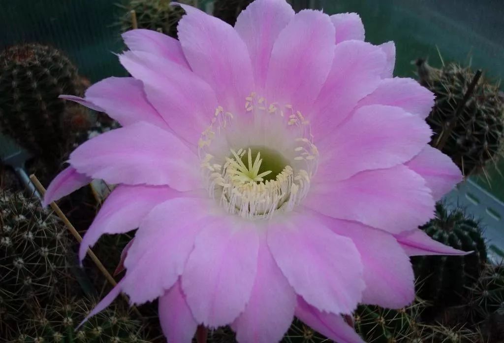 200种·仙人球开花图鉴，大开眼界，美到爆