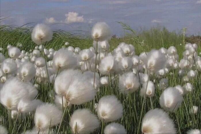 龟仙的故事,龟仙会看什么