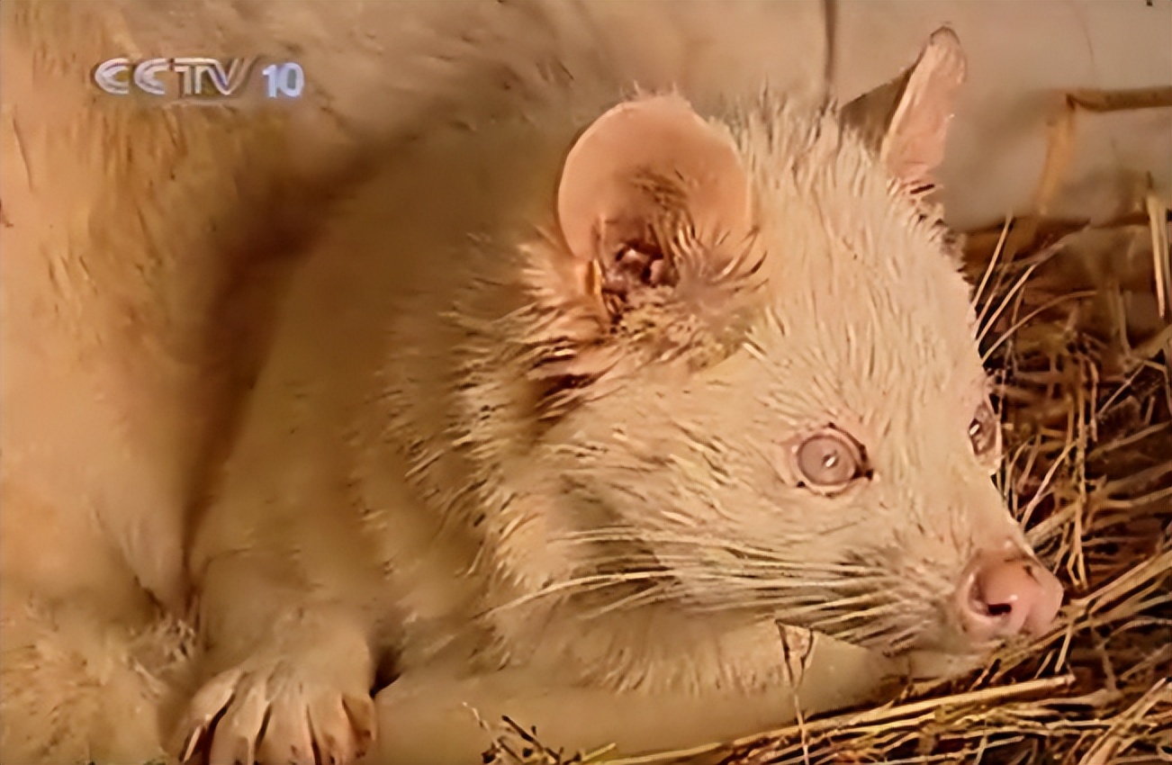 江西老农活捉神秘物种六不像,江西宜春老农上山捉到六不像