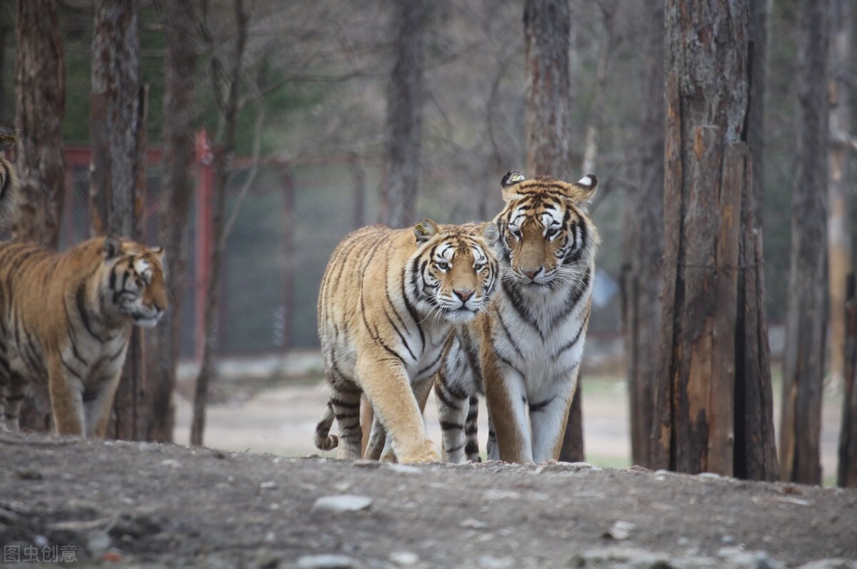十二生肖的虎由来故事,十二生肖虎的来历和传说故事
