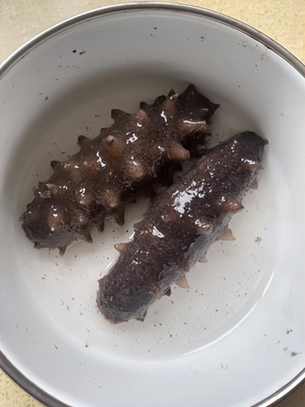 北极海参和辽参哪种价格高,辽参鲜海参500克价格表