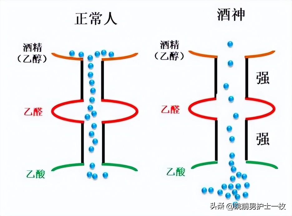 喝酒人脸红是过敏吗,喝酒脸红的人是不是基因有问题