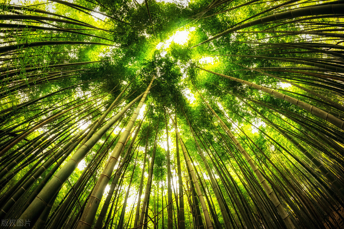 西双版纳名胜古迹有哪些,西双版纳有哪些名胜古迹