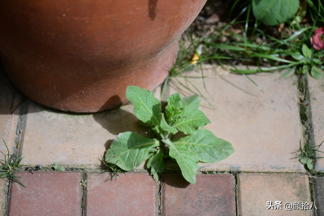 冬天开花的室外花卉盆栽,温室盆栽观花花卉植物