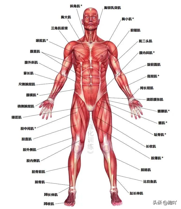 慢跑步能锻炼哪些肌群,跑步核心肌群训练器械