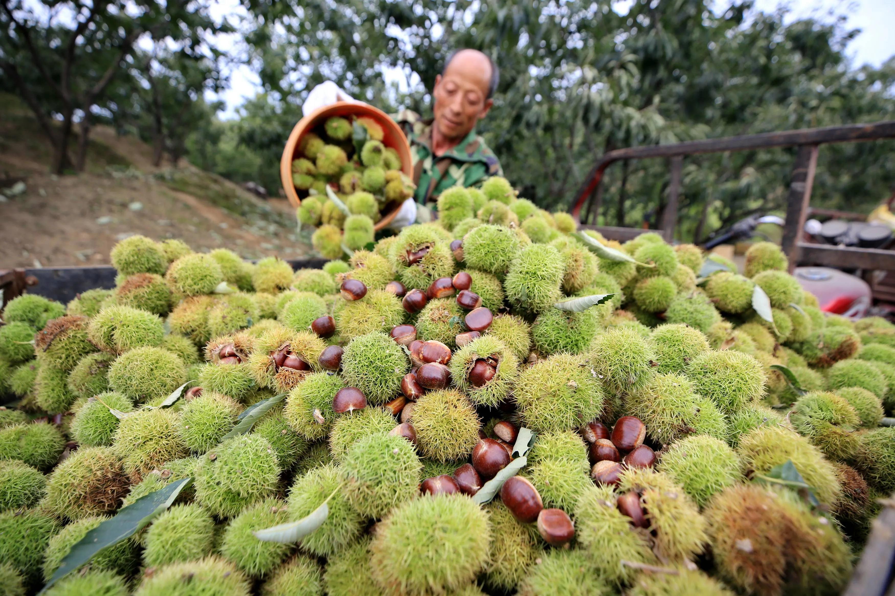 热烈庆祝第四届农民丰收节,丰收节农民丰收感言