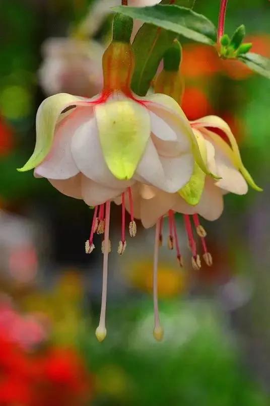 倒挂金钟花图片大赏,开单放鞭炮庆祝图片图文