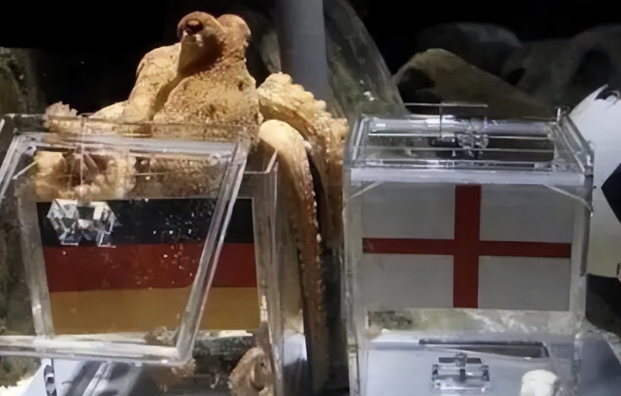 世界杯预言懂球帝,章鱼保罗怎么预言世界杯