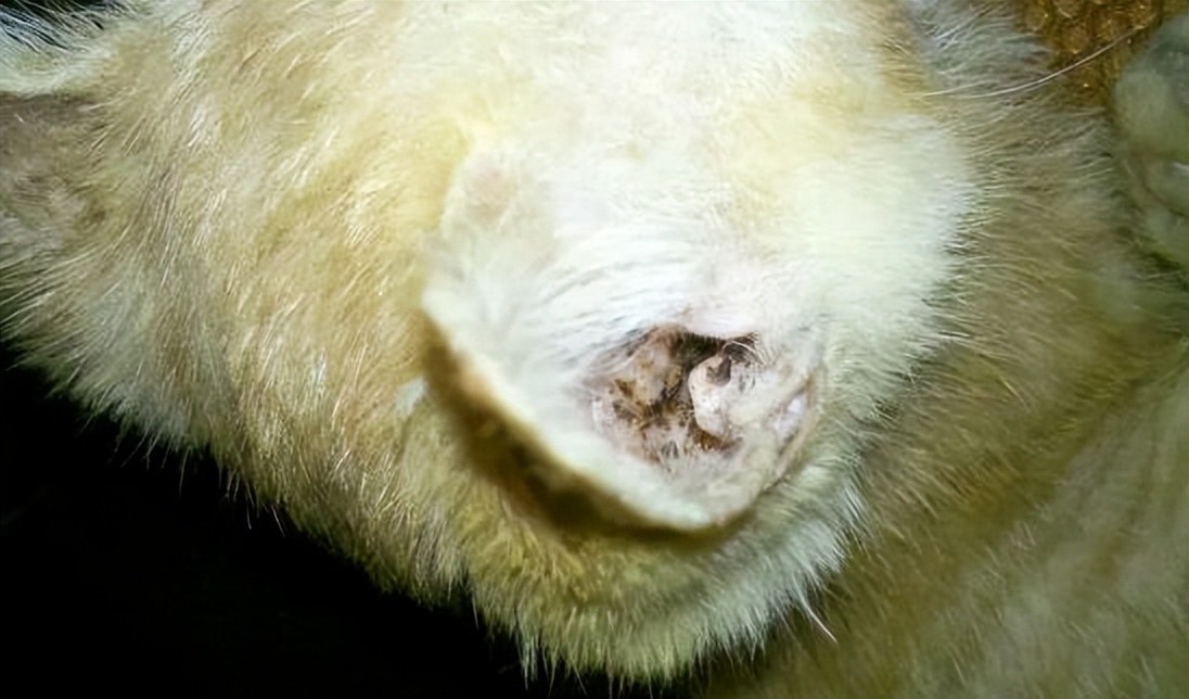 猫有耳螨可以用氧氟沙星滴耳液吗,新到家的猫有耳螨能用硫磺软膏吗