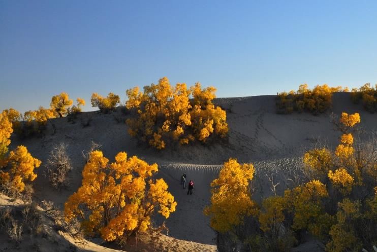 棰濇祹绾虫棗鑳℃潹鏋楅噾鑹茬殑绉嬪ぉ,棰濇祹绾虫棗鐨勯噾鑹茶儭鏉ㄦ灄