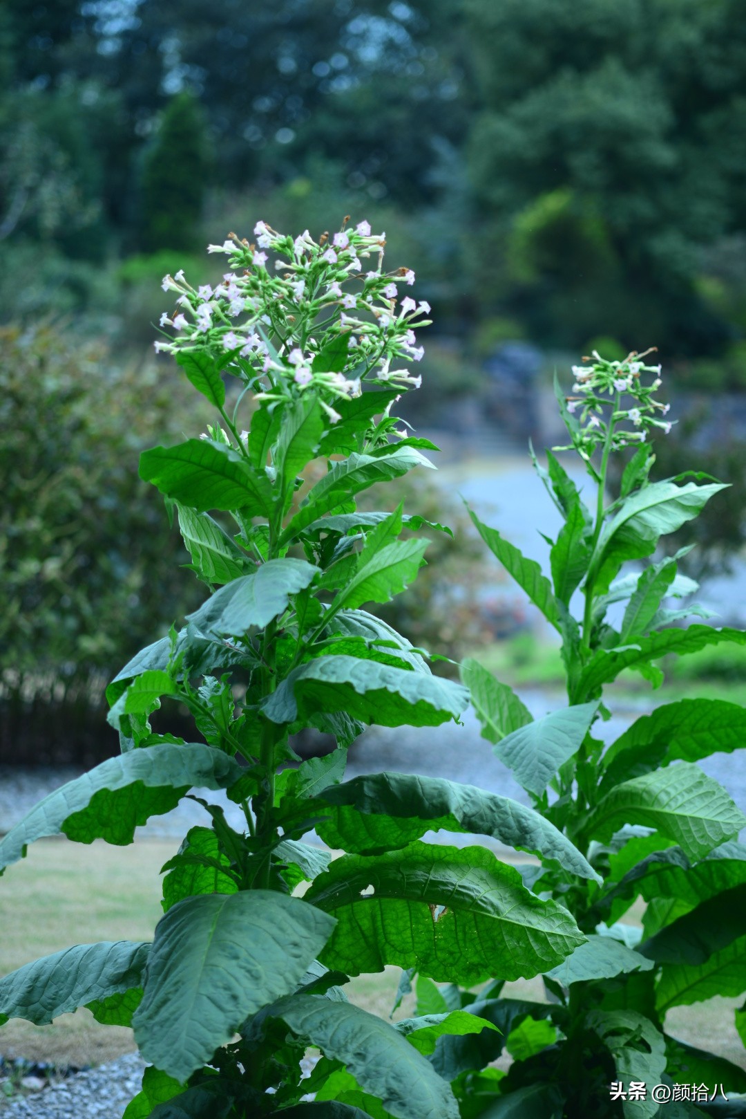 冬天开花的室外花卉盆栽,温室盆栽观花花卉植物