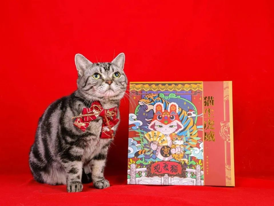 观复猫说过年抽奖,观复猫过年说